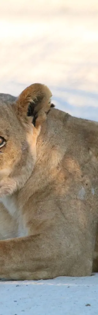 Zeltträume und Wildpfade – Safariabenteuer in Botswana und Simbabwe